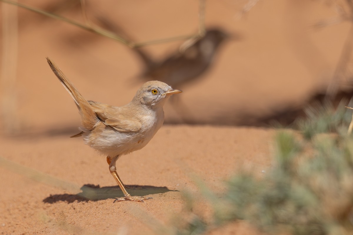 African Desert Warbler - ML634883319