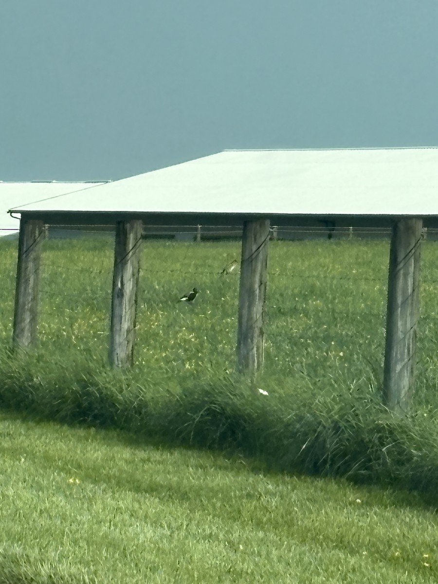 Bobolink - ML634883339