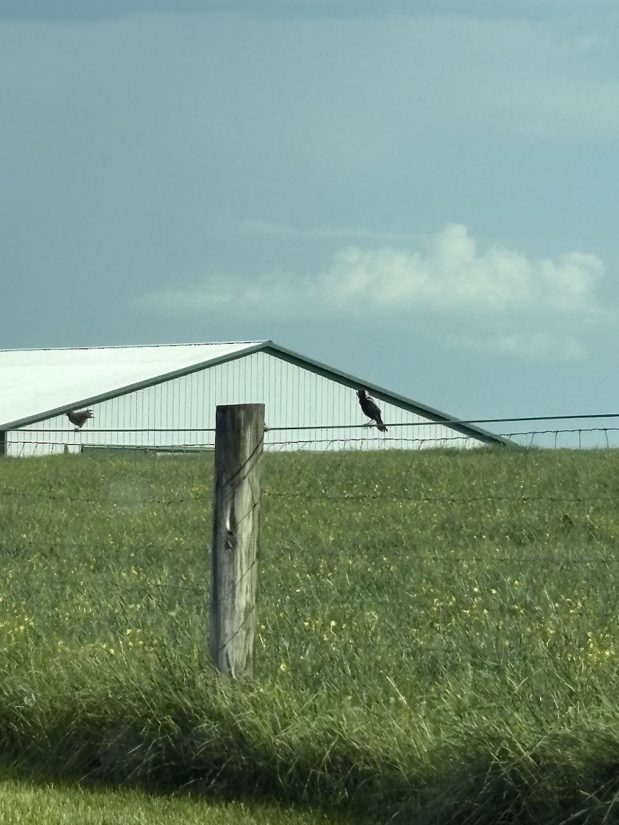 Bobolink - ML634883340