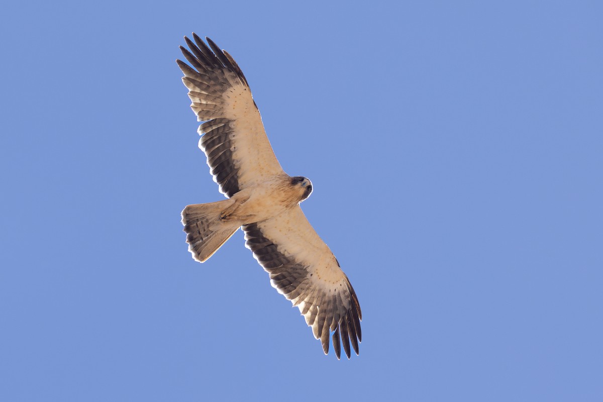 Бахим бүргэд - ML634883490