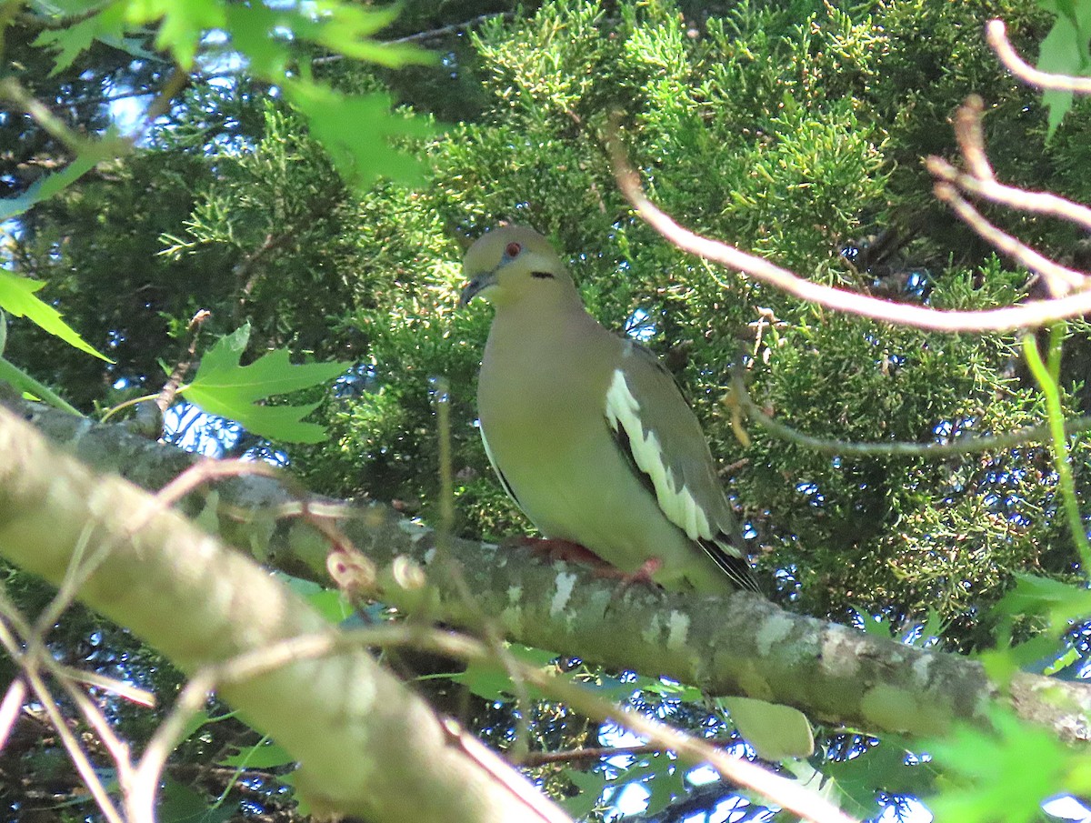 White-winged Dove - ML634883571