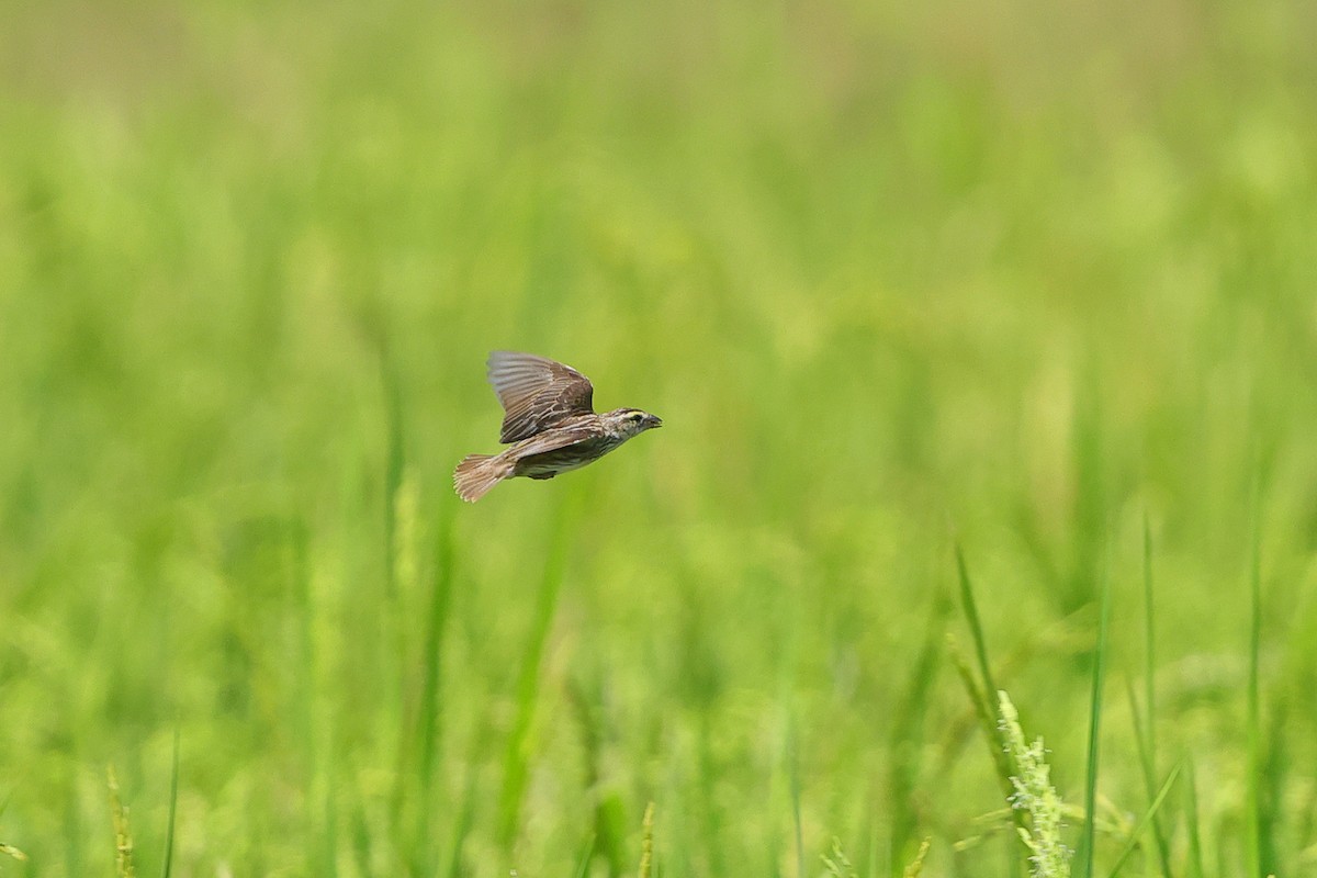 Yellow-crowned Bishop - ML634883572