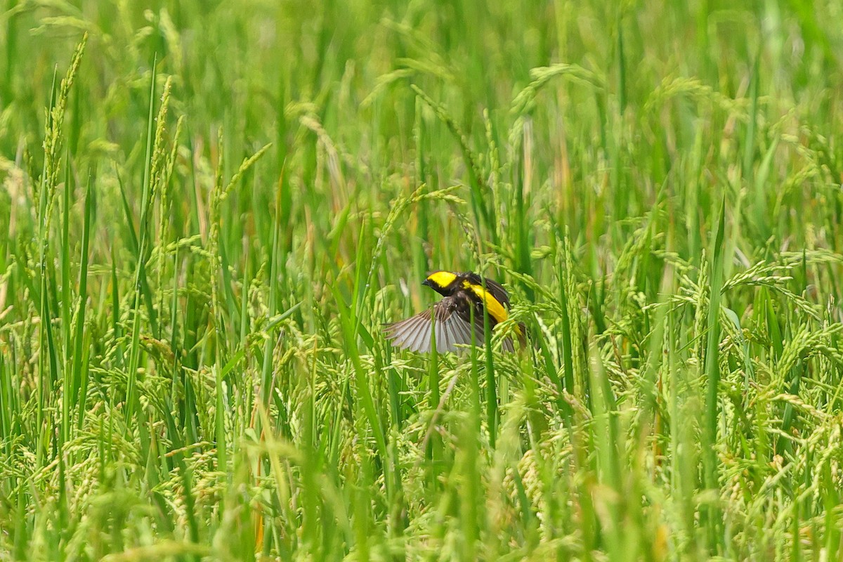 Yellow-crowned Bishop - ML634883574