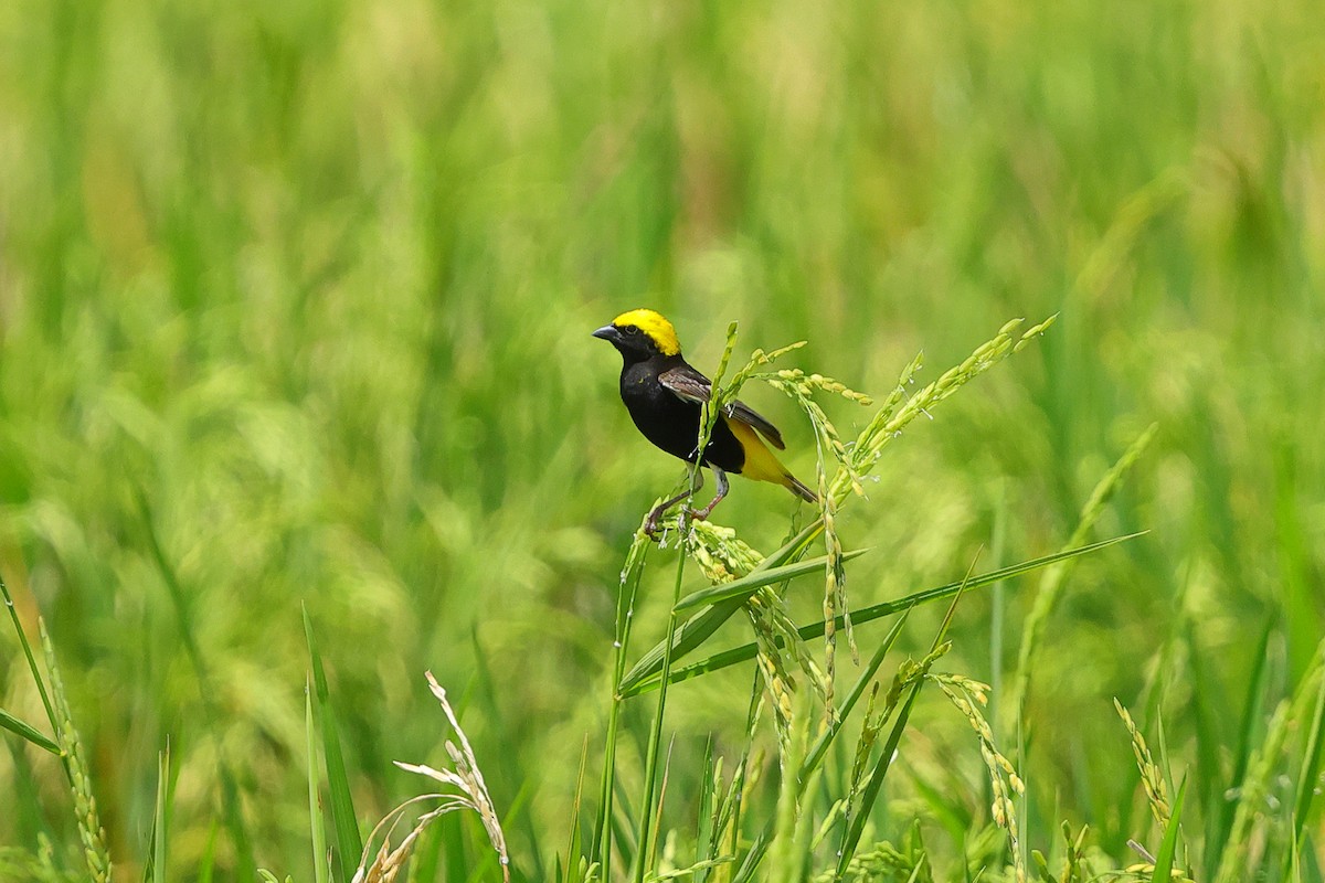 Yellow-crowned Bishop - ML634883575