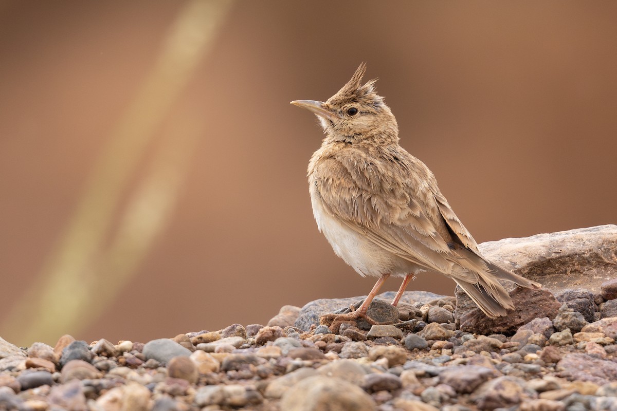 Crested Lark (Maghreb) - ML634883624
