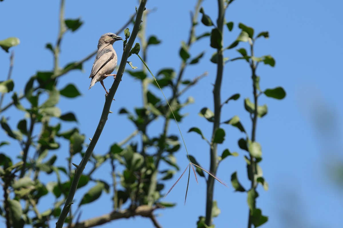 Gray-capped Social-Weaver - ML634883670