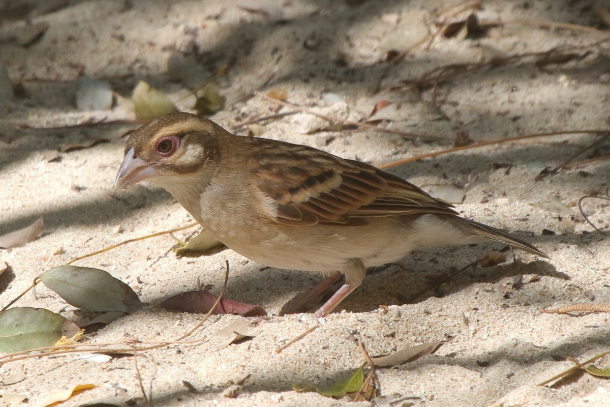 Sakalava Weaver - ML634883755