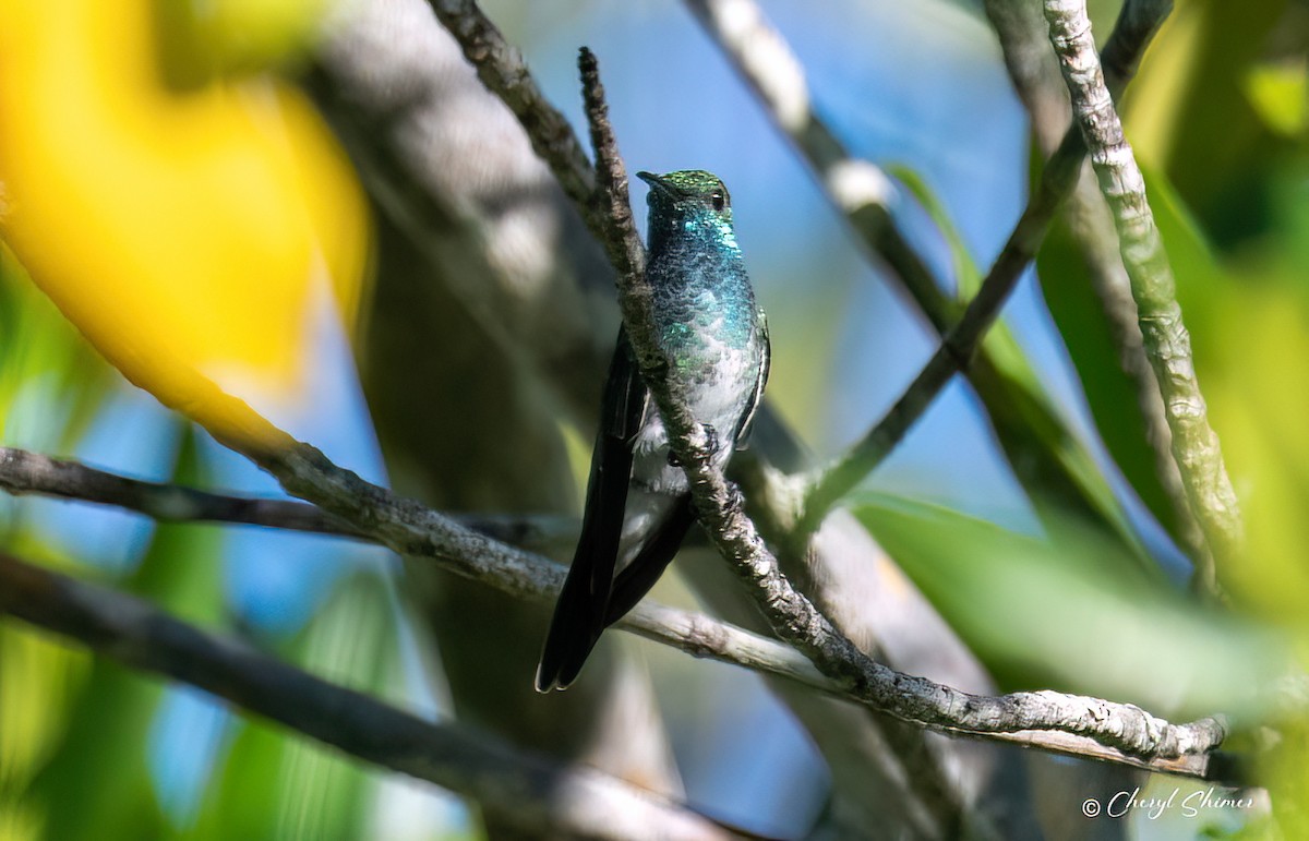 Mangrov Kolibri - ML634883782