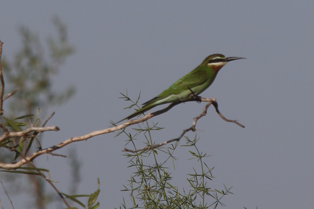 Olive Bee-eater - ML634883803