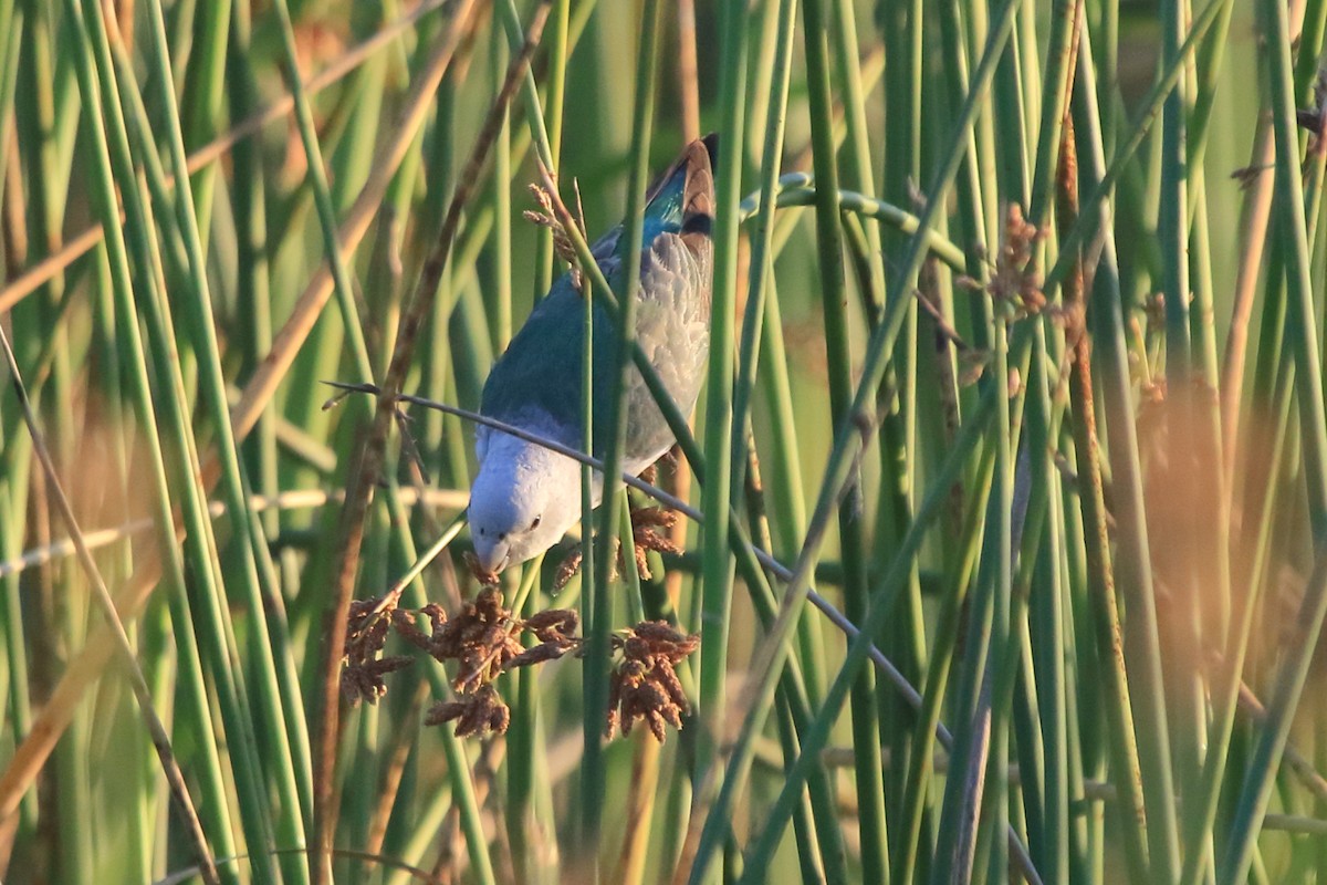 Gray-headed Lovebird - ML634883869