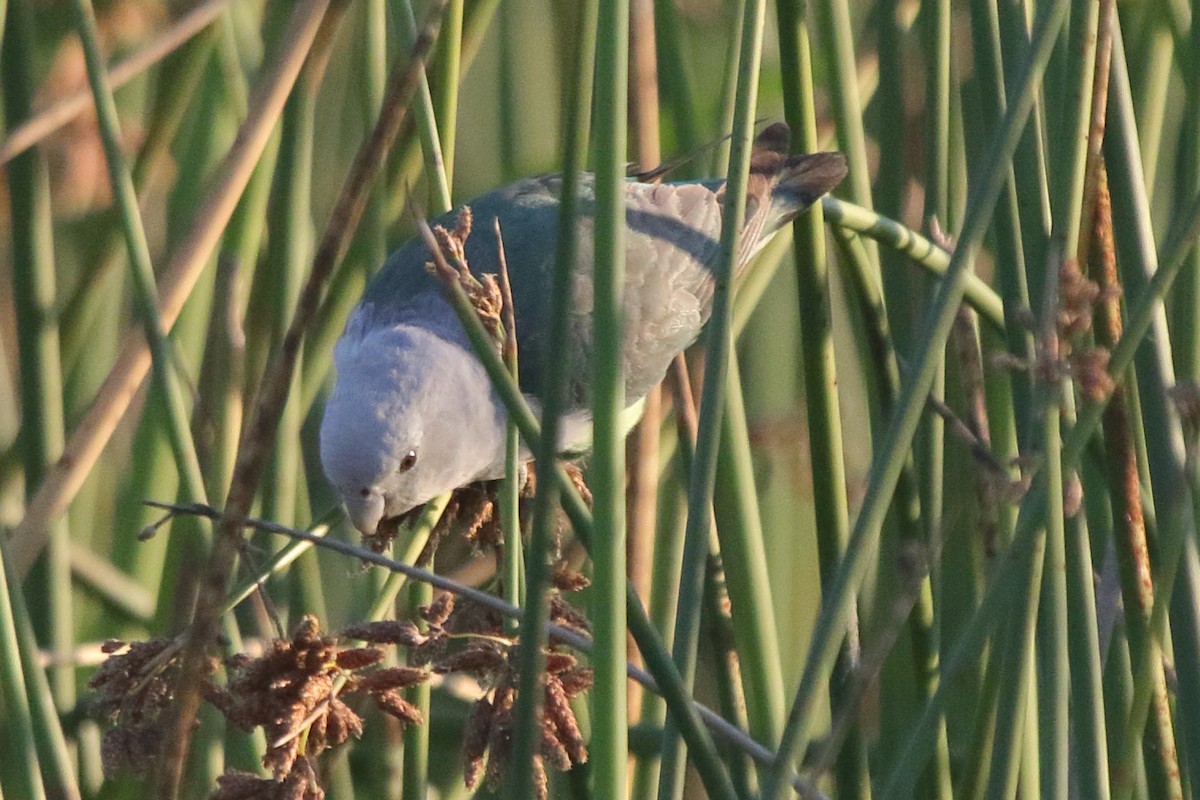 Gray-headed Lovebird - ML634883885