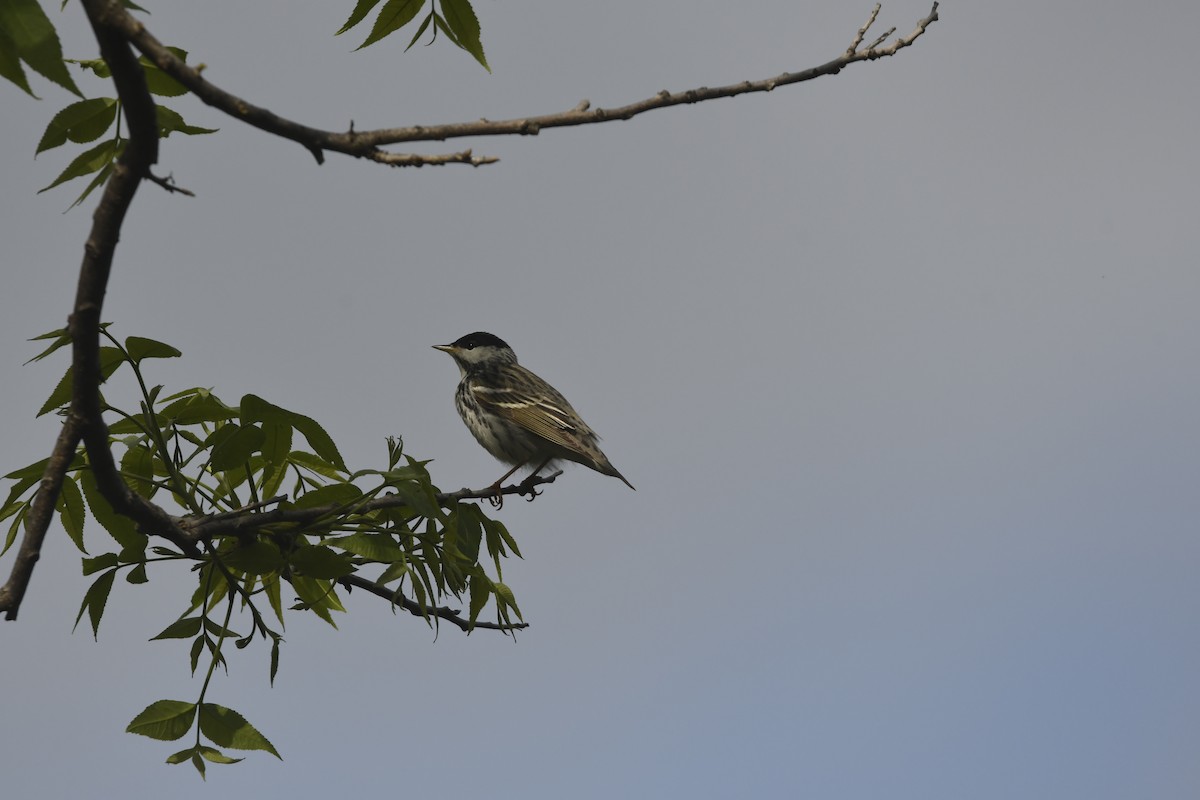 Blackpoll Warbler - ML634884095