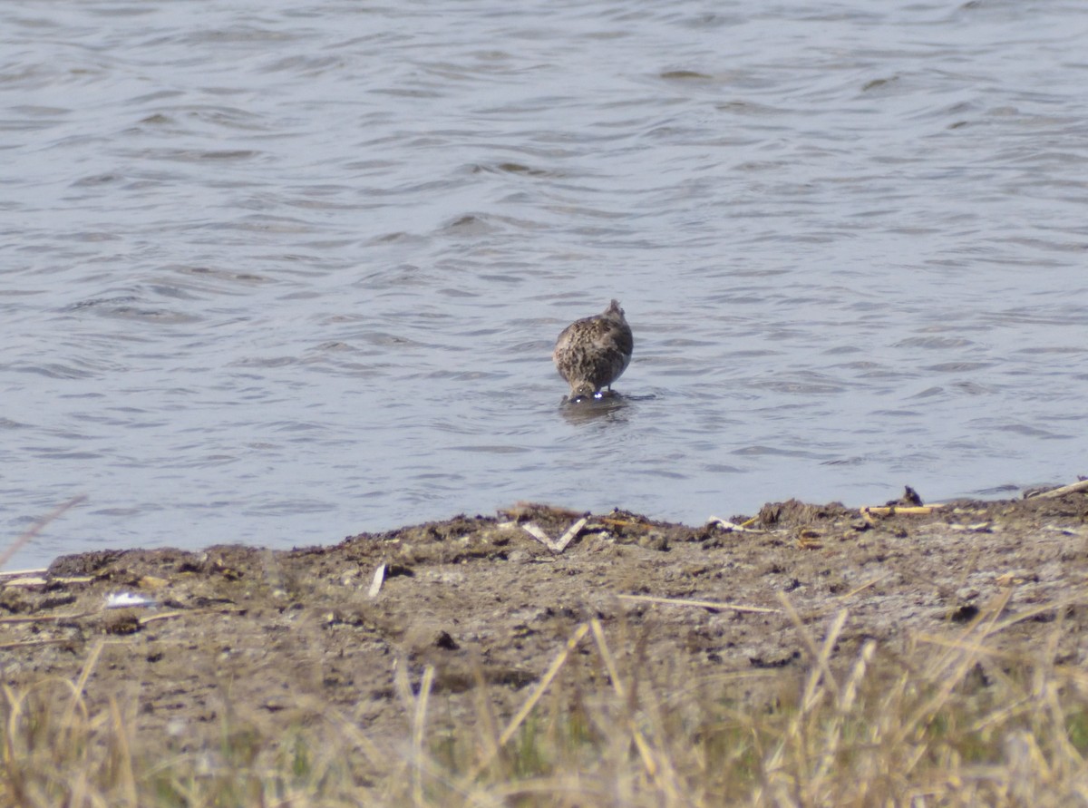 Long-billed Dowitcher - ML634884280