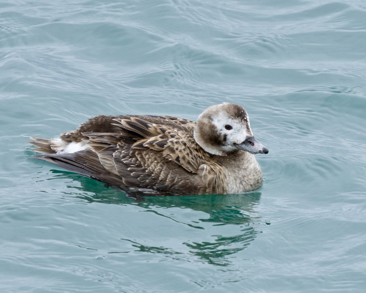 hoholka lední - ML634884379