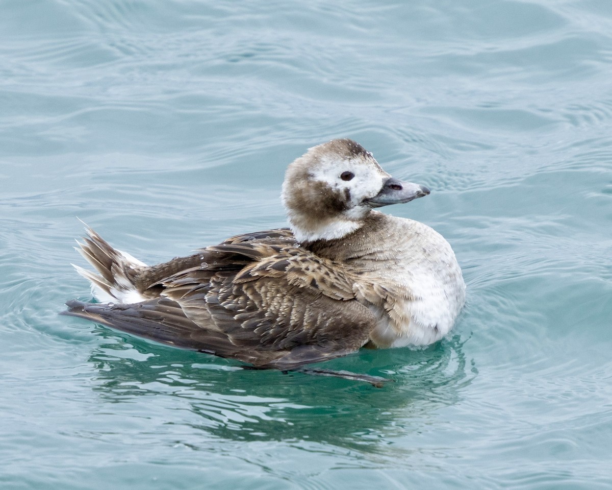 hoholka lední - ML634884380