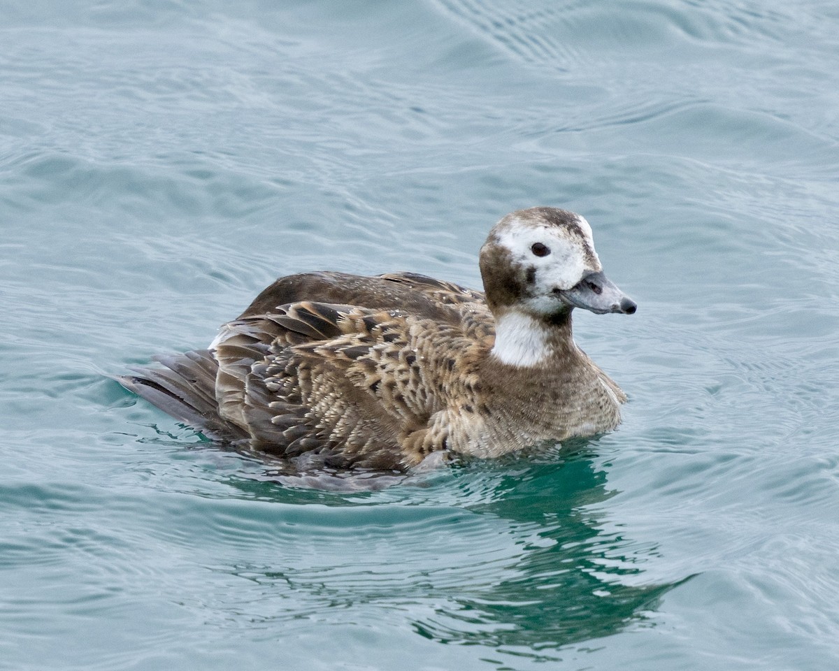 hoholka lední - ML634884381