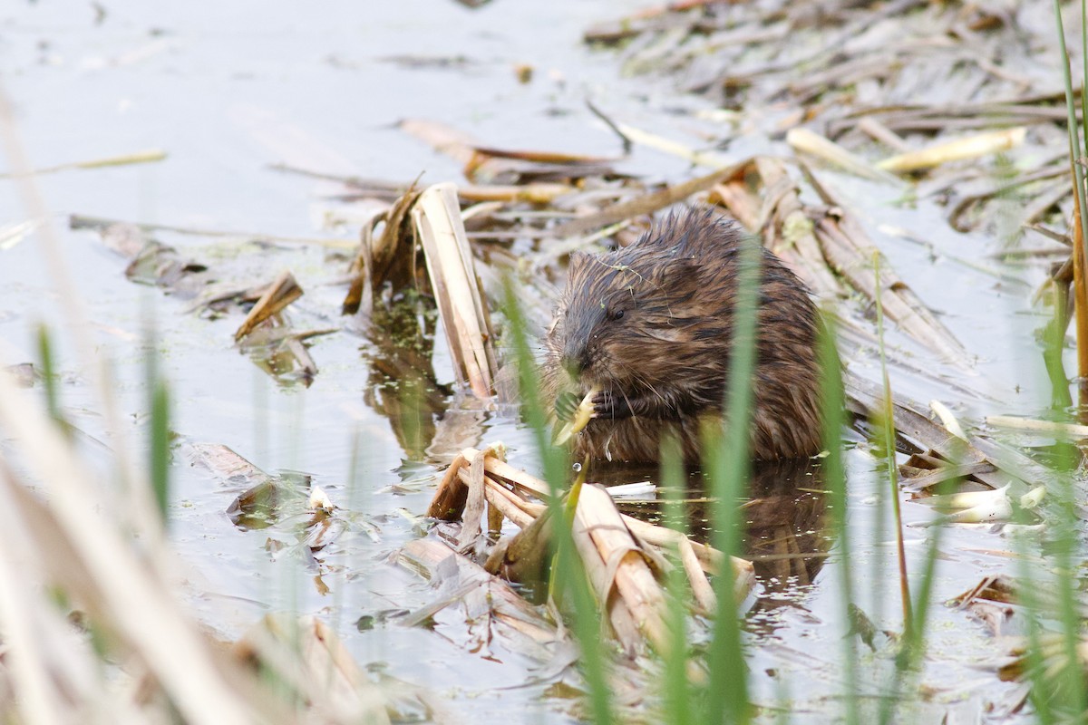 Muskrat - George Forsyth