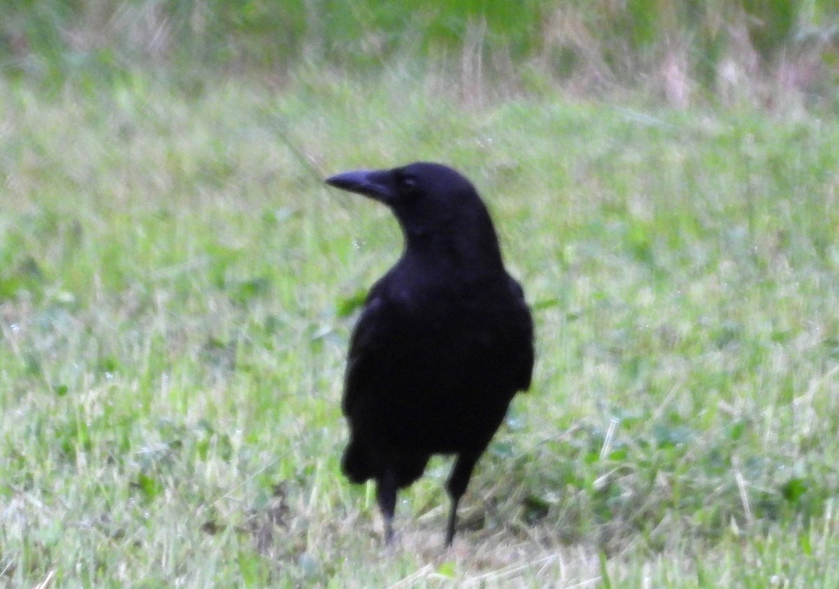 American Crow - ML634884517