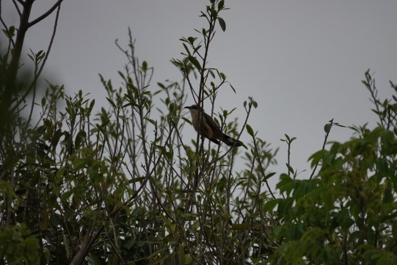 Mangrove Cuckoo - ML634884608