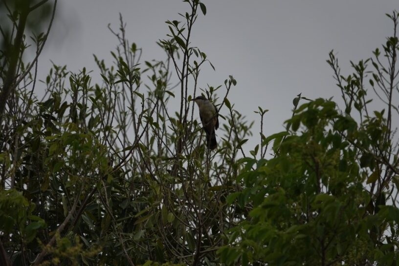 Mangrove Cuckoo - ML634884609