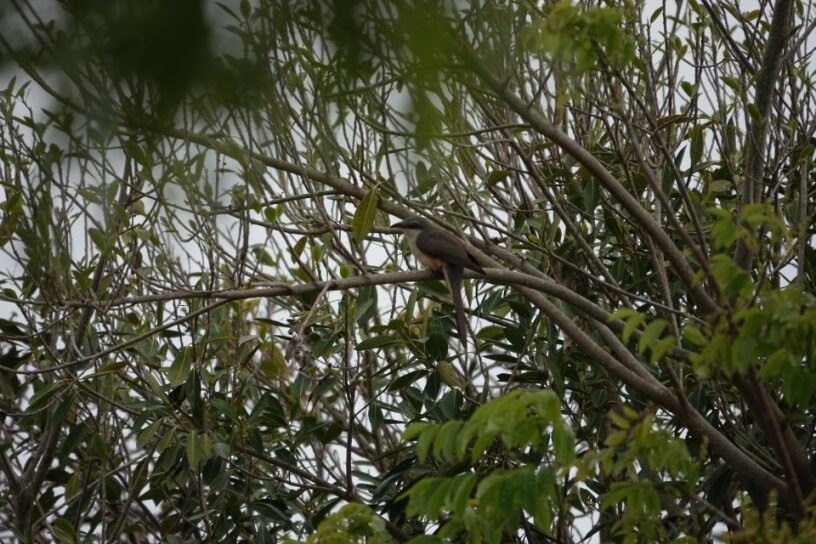 Mangrove Cuckoo - ML634884610