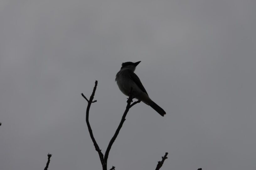 Gray Kingbird - ML634884681