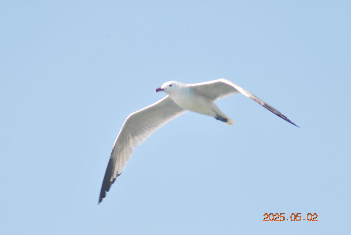 Audouin's Gull - ML634884738