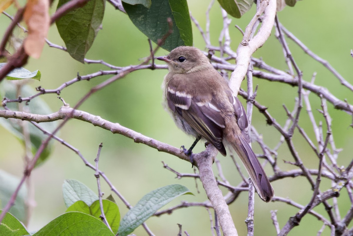 Highland Elaenia - ML634884791