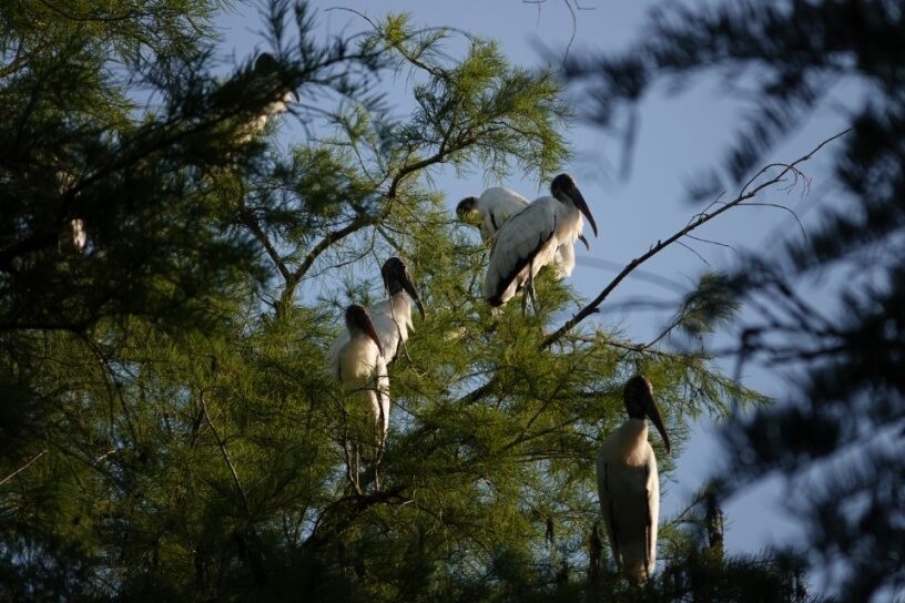 Wood Stork - ML634885004