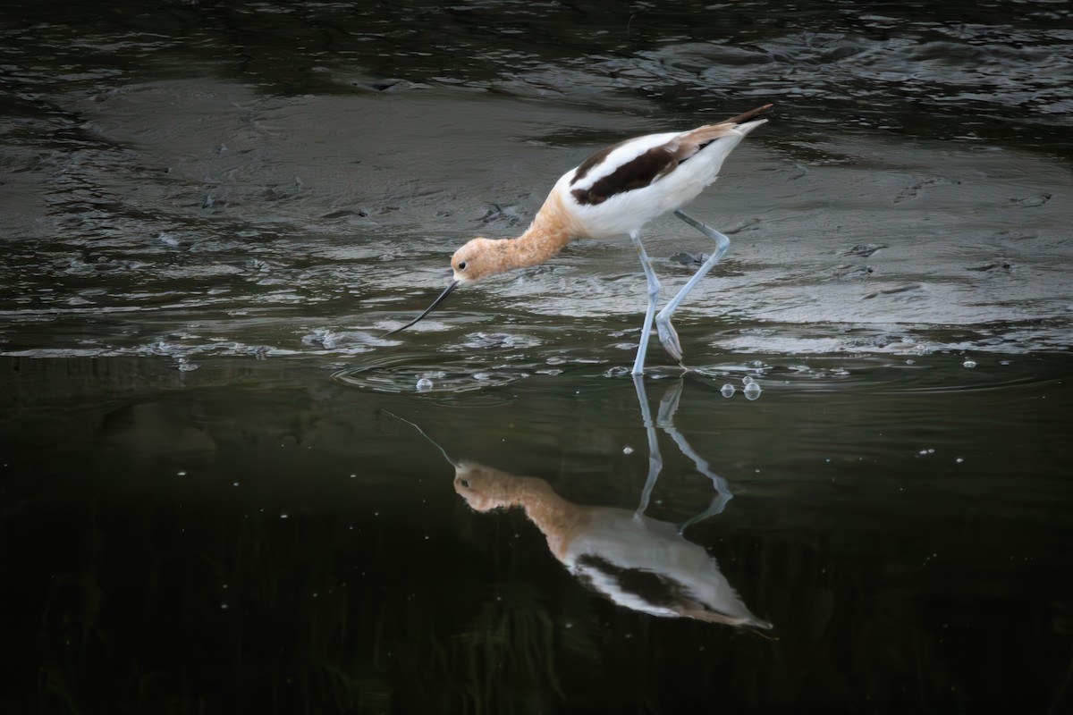 American Avocet - ML634885250