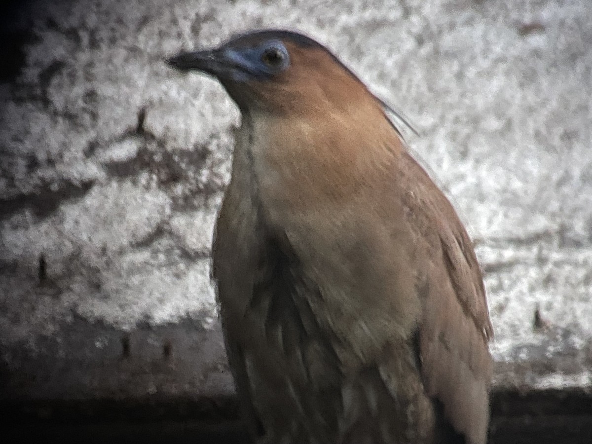 Malayan Night Heron - ML634885329