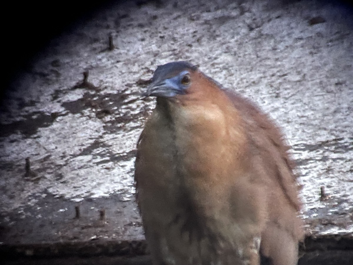 Malayan Night Heron - ML634885330