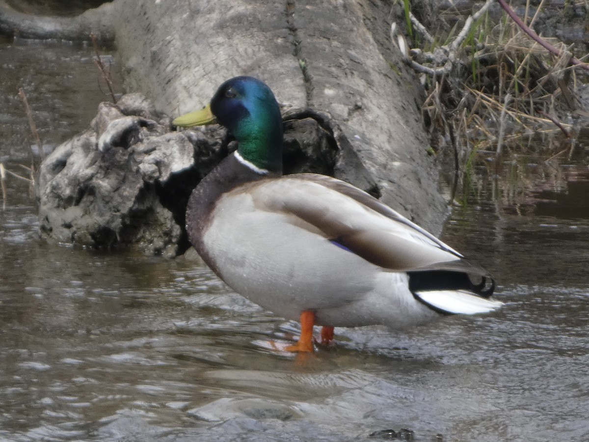 Mallard - ML634885333