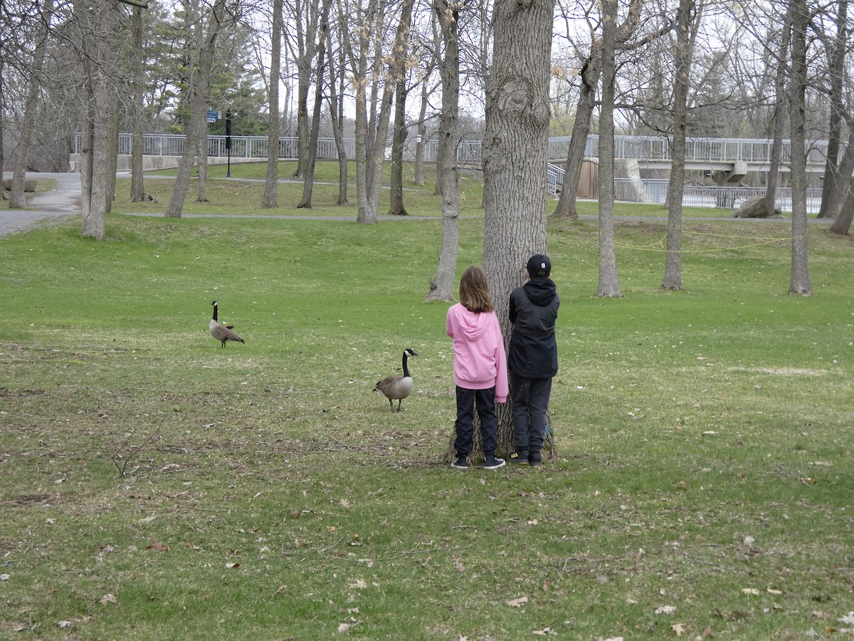 Canada Goose - ML634885379