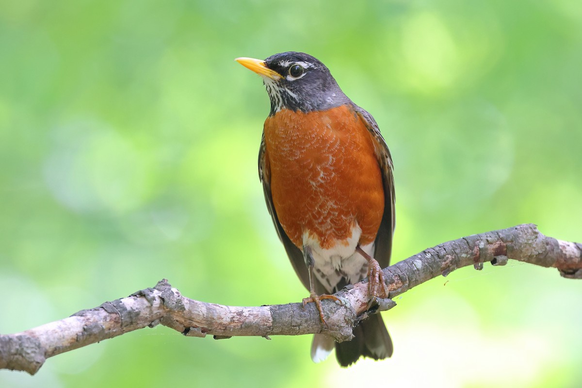 American Robin - ML634885380