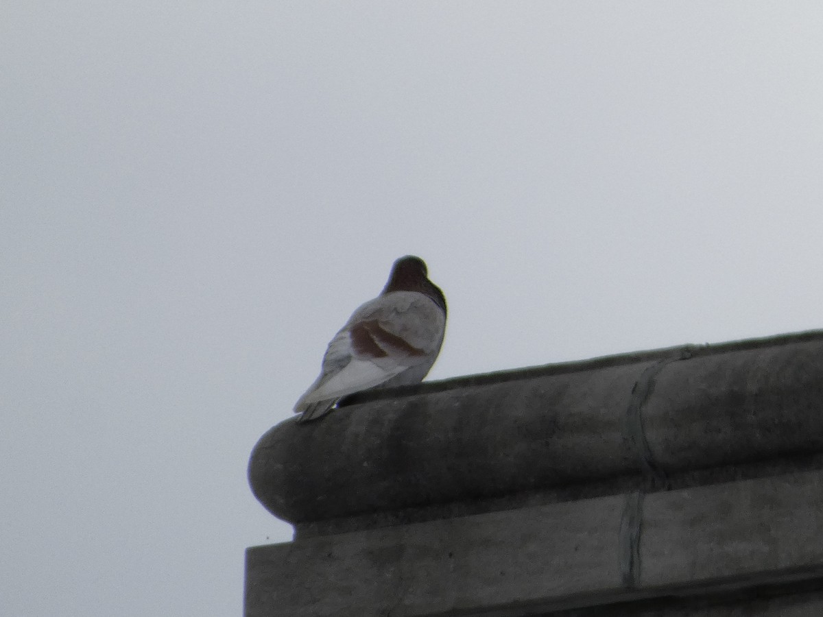 Rock Pigeon (Feral Pigeon) - ML634885397