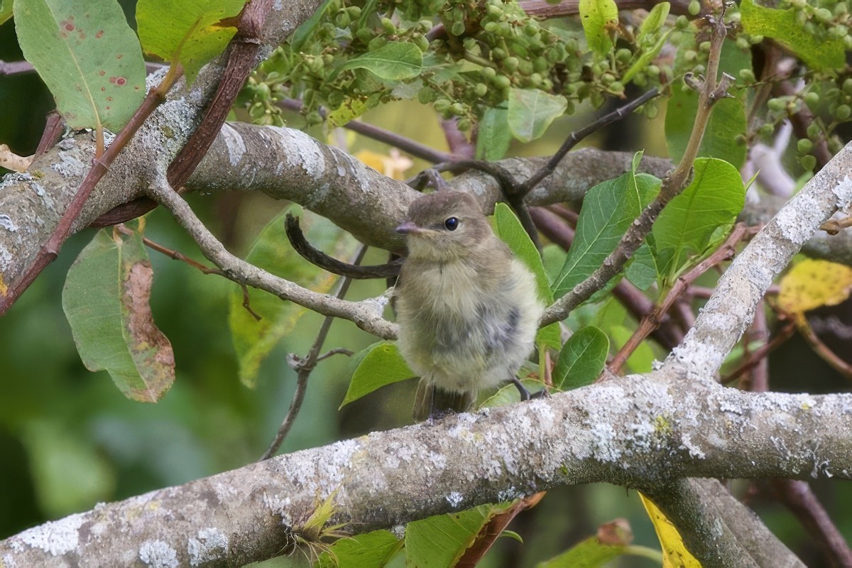 Highland Elaenia - ML634885426