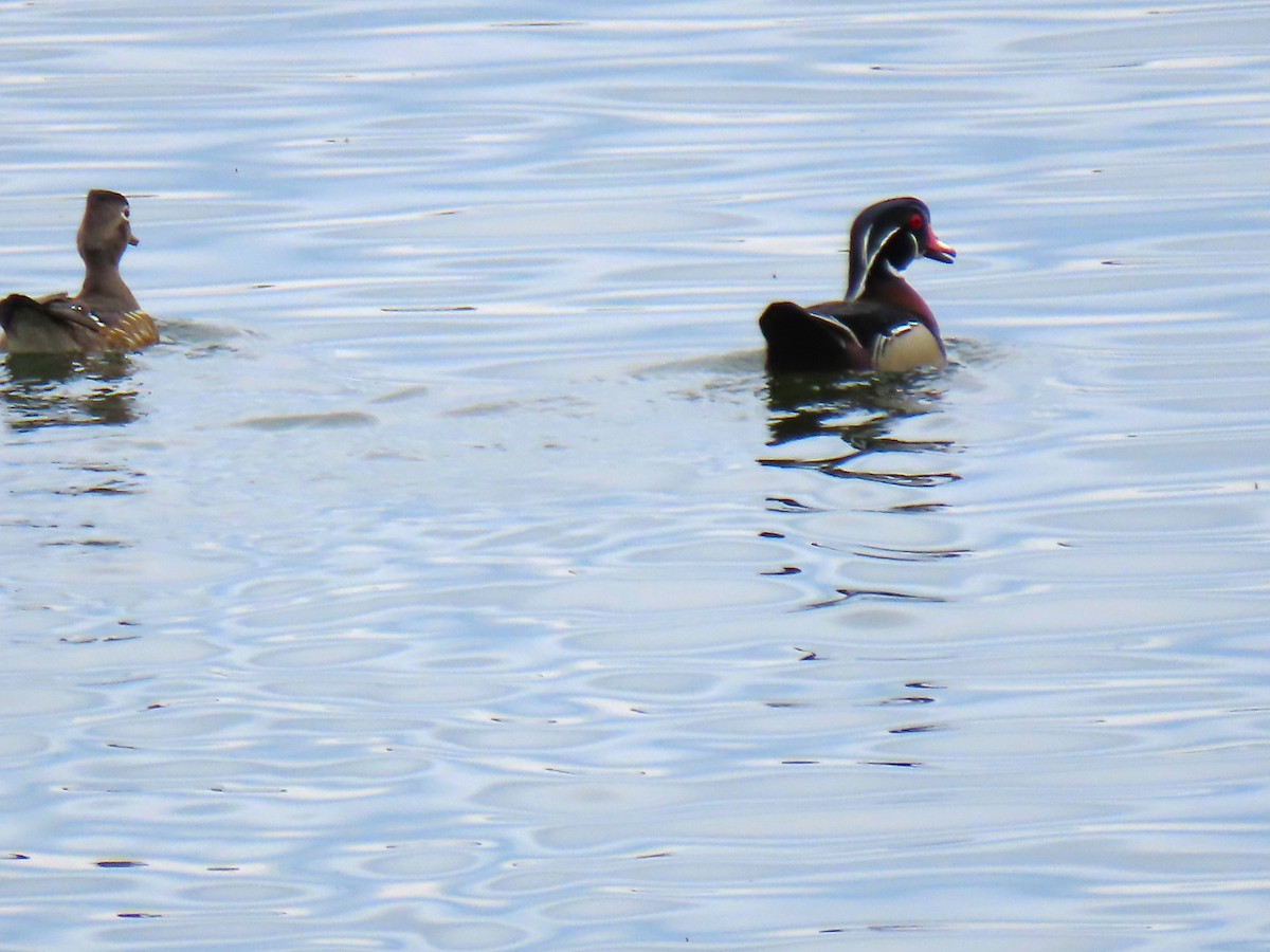 Wood Duck - ML634885447