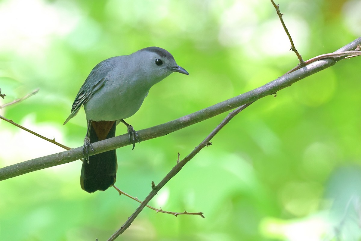 Gray Catbird - ML634885478