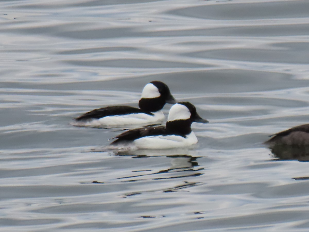 Bufflehead - ML634885494