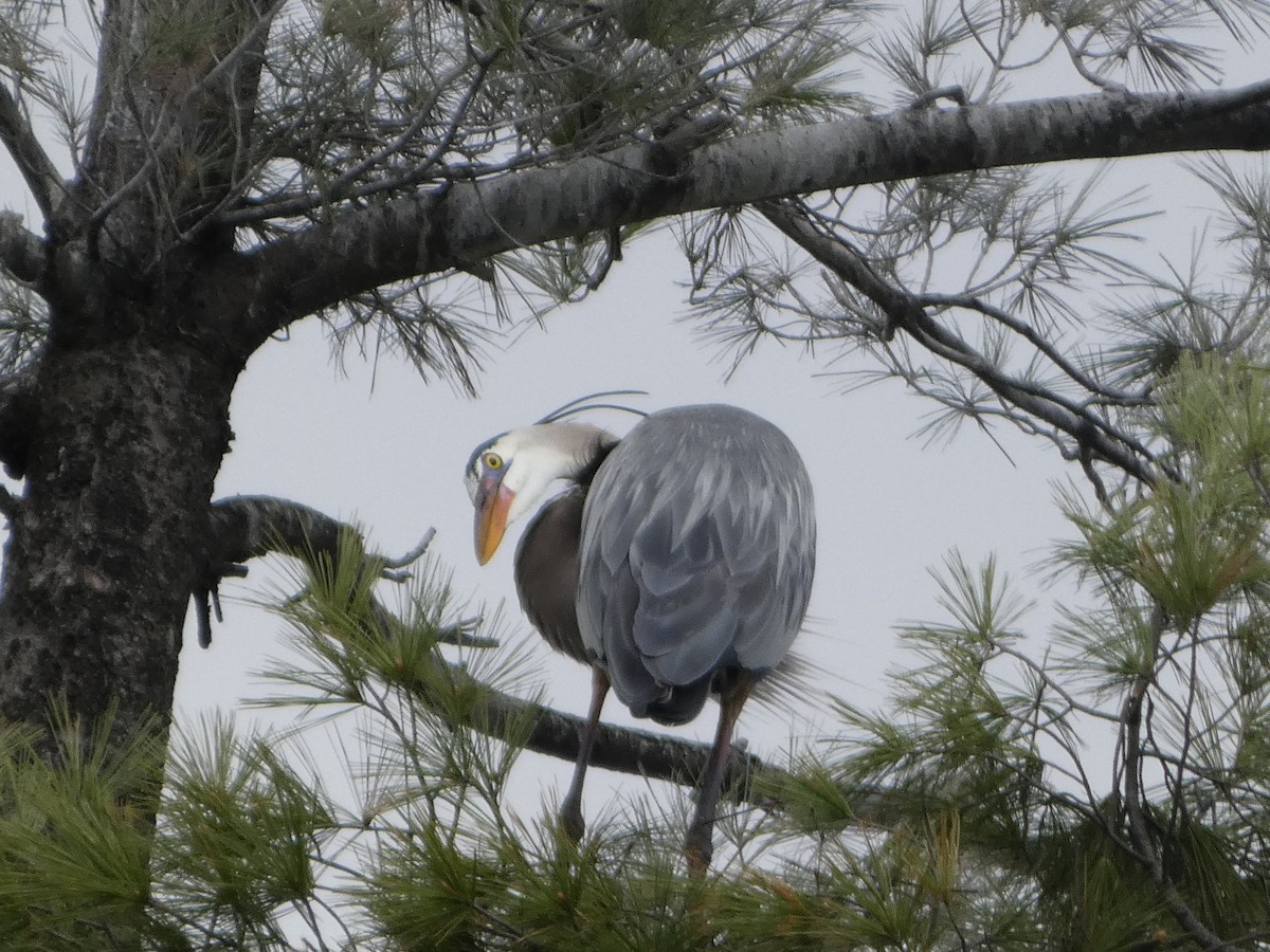 Great Blue Heron - ML634885500