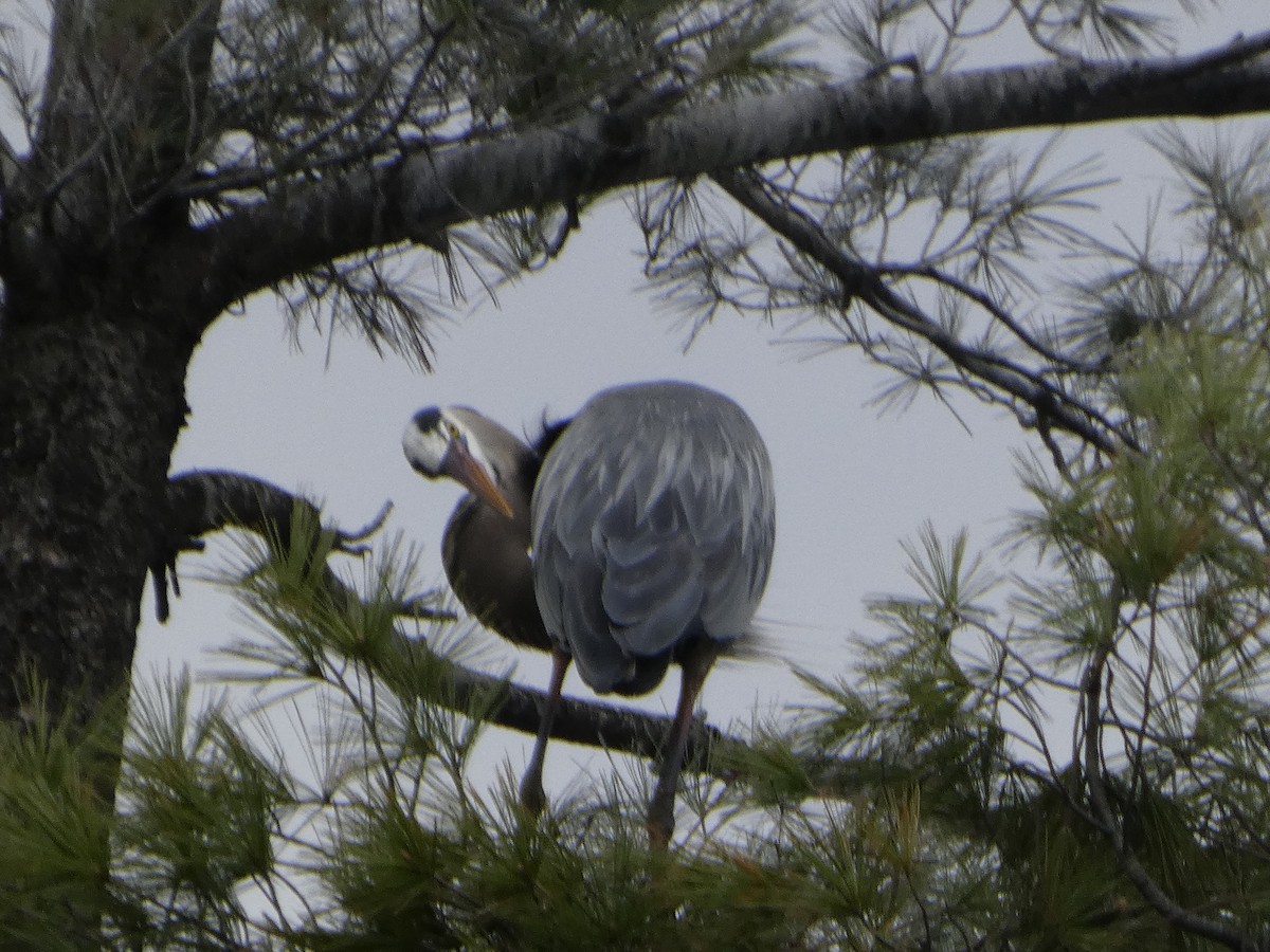 Great Blue Heron - ML634885501