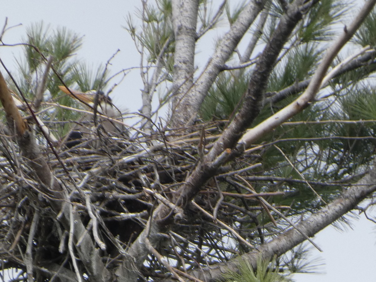Great Blue Heron - ML634885502