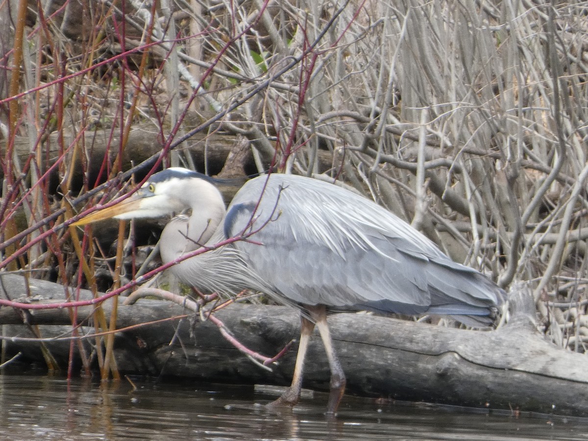 Great Blue Heron - ML634885504