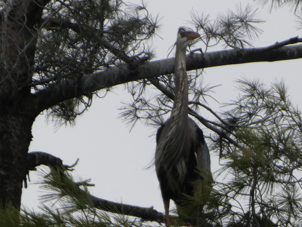Great Blue Heron - ML634885506