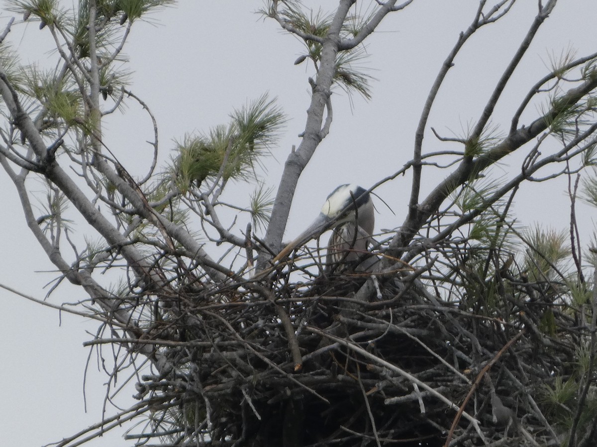 Great Blue Heron - ML634885507
