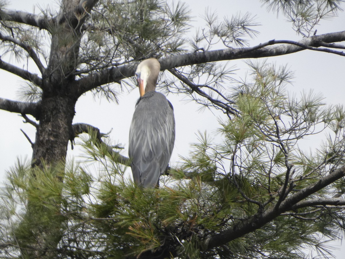 Great Blue Heron - ML634885508