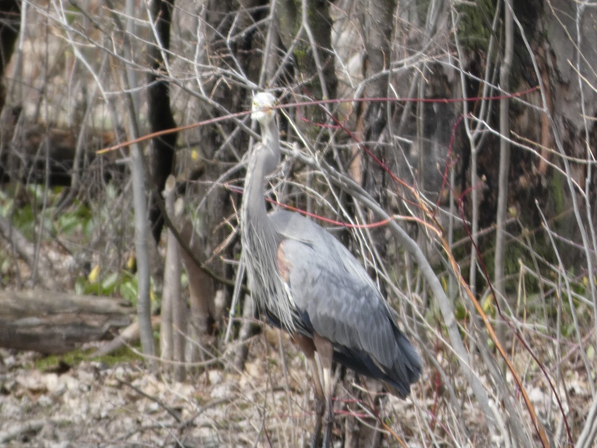 Great Blue Heron - ML634885509