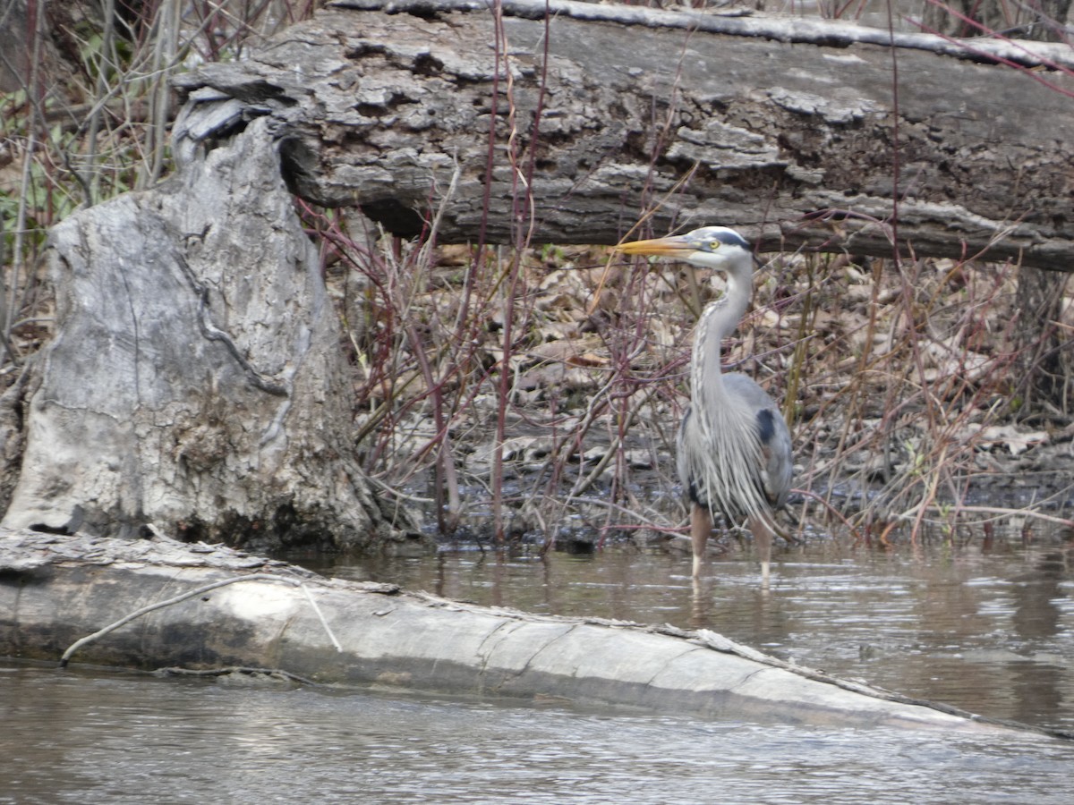 Great Blue Heron - ML634885512