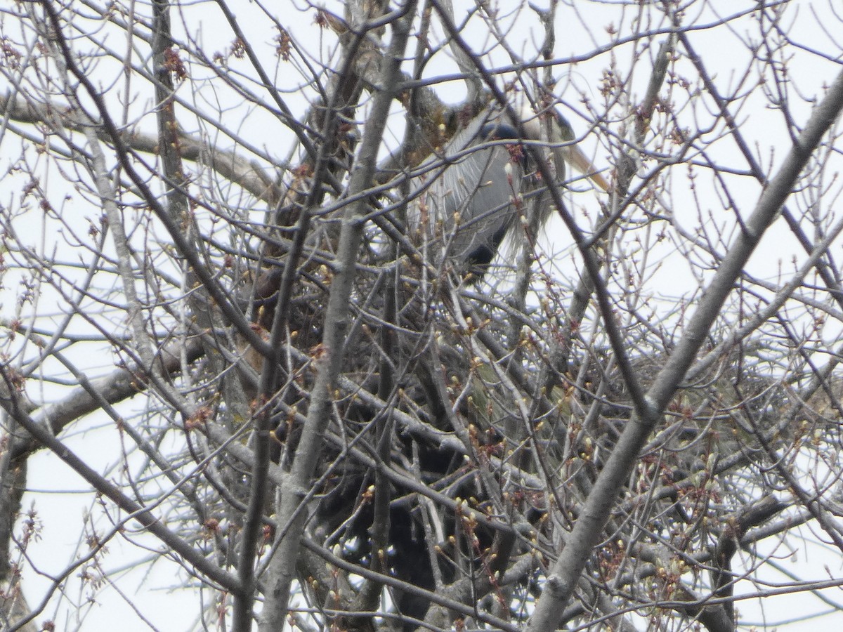 Great Blue Heron - ML634885513